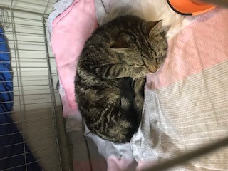 Fundtier Tier-ID 25192