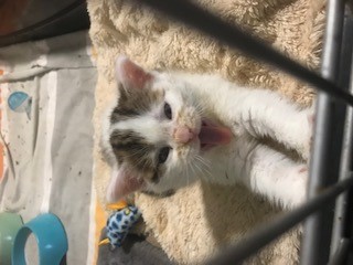 Fundtier Tier-ID 25369