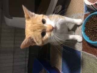 Fundtier Tier-ID 25366