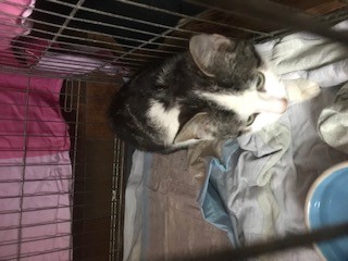 Fundtier Tier-ID 25194