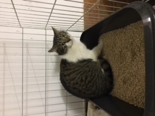 Europäische Hauskatze