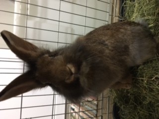 Fundtier Tier-ID 20809